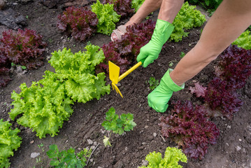 Hands working with hoe in hobby garden.