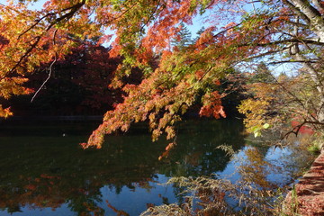 紅葉した軽井沢の雲場池