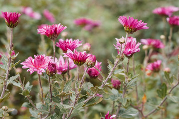 Beautiful purple flowers on a blurry orange natural background. Autumn flowers in the garden.