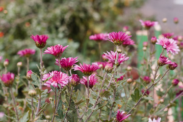 Beautiful purple flowers on a blurry orange natural background. Autumn flowers in the garden.