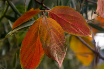 fall persimmon leaves on the branch