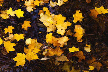 autumn leaves in water and rainy weather