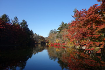 11月上旬の軽井沢の雲場池