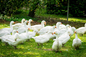 A flock of domestic white geese. White domestic Geese