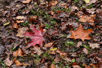 Autumn maple leaves lie on the ground