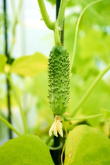 In the greenhouse grows a young cucumber