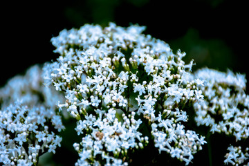 white flowers of a tree in spring