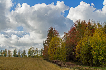 Autumn view of the field, meadows with copses and Cumulus clouds in the blue sky.