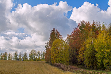 Autumn view of the field, meadows with copses and Cumulus clouds in the blue sky, toned.