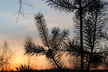 Obraz premium silhouette of tree at sunset