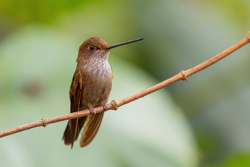 Bronzy Inca - Coeligena coeligena, beautiful tiny brown hummingbird from Andean slopes of South America, San Isidro, Ecuador.
