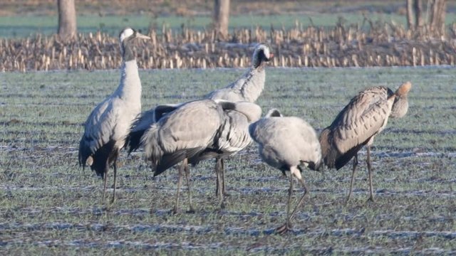 Common Cranes or Eurasian Cranes (Grus Grus) birds resting and feeding in a field during migration. Other cranes are landing in slow motion.