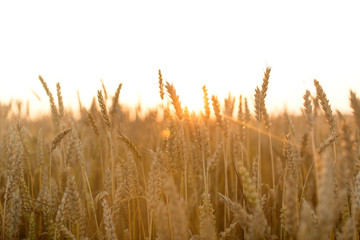 nature, summer, harvest and agriculture concept - cereal field with ripe wheat spikelets