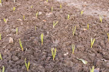 The first green shoots make their way through the ground. Arrival of spring. Selective focus.