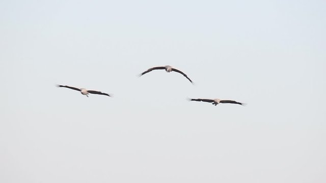 Common Cranes or Eurasian Cranes (Grus Grus) flying in mid air during migration. Slow motion clip.