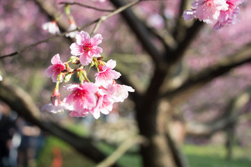 Tamsui Palace, Tamsui Town, New Taipei City-Feb 2,2019: Cherry Blossom of Tianyuan Palace in sunny day.