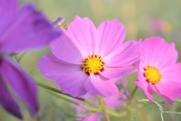 コスモス(ピンク)