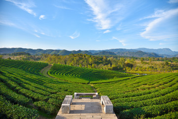 Rich tea plantations in Thailand