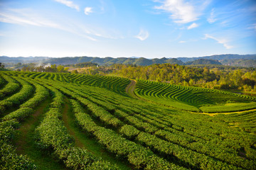 Rich tea plantations in Thailand