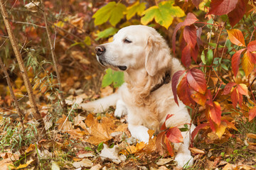 Adorable sad golden retriever dog near red and yellow wild grapes leaves. Autumn in park or forest. Indian summer time.