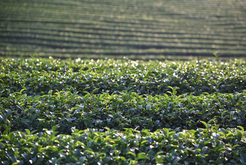 Rich tea plantations in Thailand