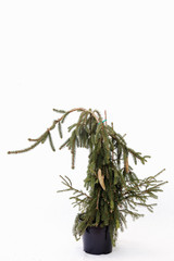 Obraz premium Potted tree on a white background