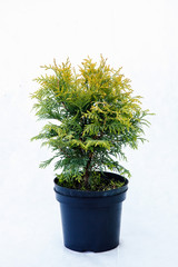 Potted tree on a white background