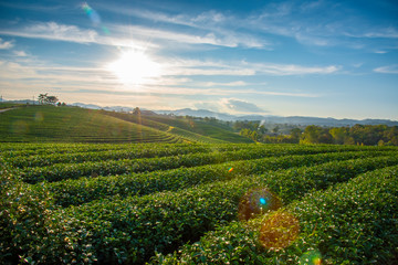 Rich tea plantations in Thailand