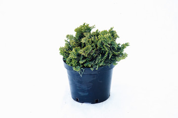 Potted tree on a white background