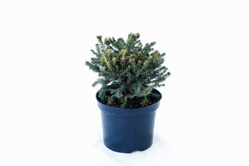 Potted tree on a white background