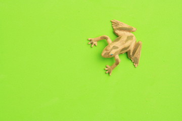 frog shaped rubber toy in color background