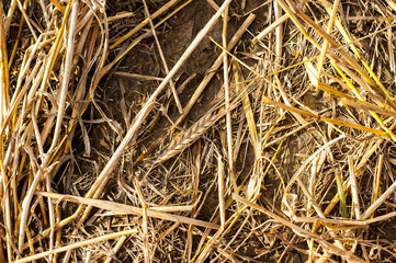 Lone spike on a mown field.