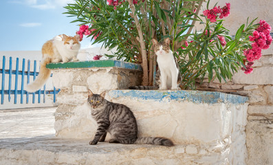 Three friendly cats sitting together on a whitewashed wall with Oleander flowers in a Greek...