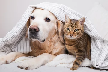 Tuinposter Happy young golden retriever dog and cute mixed breed tabby cat under cozy  plaid. Animals warms under gray and white blanket in cold winter weather. Friendship of pets. Pets care concept. © prystai