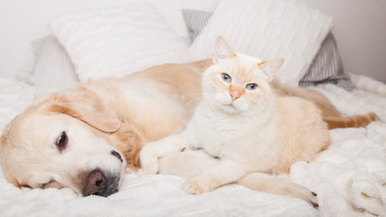 Fototapeta na wymiar Young golden retriever dog and cute mixed breed red cat on cozy plaid. Animals warms together on white blanket in cold winter weather. Friendship of pets. Pets care concept.