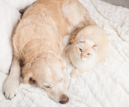 Young golden retriever dog and cute mixed breed red cat on cozy plaid. Animals warms together on white blanket in cold winter weather. Friendship of pets. Pets care concept. Top view.