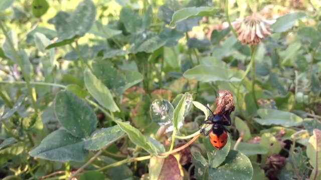 Big Red Crimean Bug Mylabris quadripunctata creeps in green clover close up 4