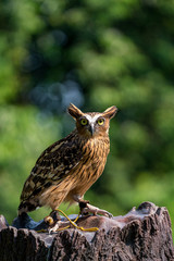 Buffy fish owl 
