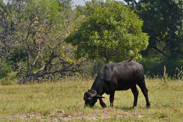 Naklejka na ściany i meble Indian buffalo grazing in the meadow