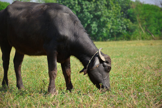 Indian buffalo grazing in the meadow