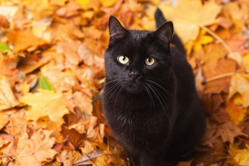 Naklejka na ściany i meble Green eyes black fur domestic cat in fallen leaves flat lay. Lucky pet in autumn nature. Copy space background.