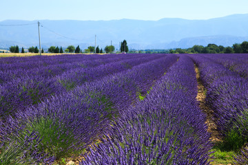 Naklejka na ściany i meble Provence, lavender