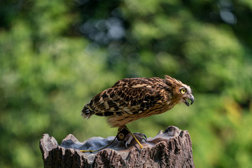 Buffy fish owl about to fly