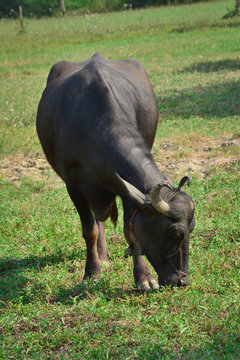 Indian Buffalo Grazing In The Meadow