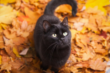 Naklejka na ściany i meble Green eyes black fur domestic cat in fallen leaves flat lay. Lucky pet in autumn nature.