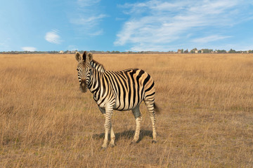 Fototapeta na wymiar Zebra African herbivore animal standing on the steppe grass pasture, autumn safari landscape.