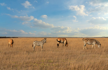 Fototapeta na wymiar African zebras and Przewalski's horses herbivore animals group feeding on the grass steppe, autumn landscape.