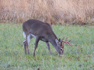 cades Cove, SMNP