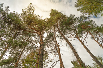 Autumn forest, picturesque landscape. Pine trees evergreen crowns.