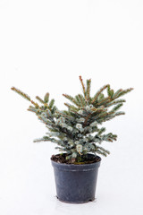Potted tree on a white background